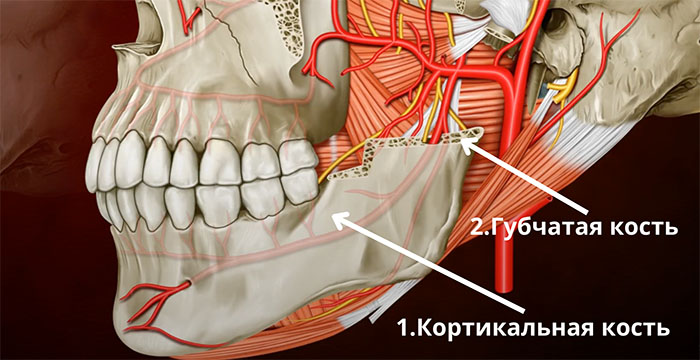 Cтруктура кости челюсти